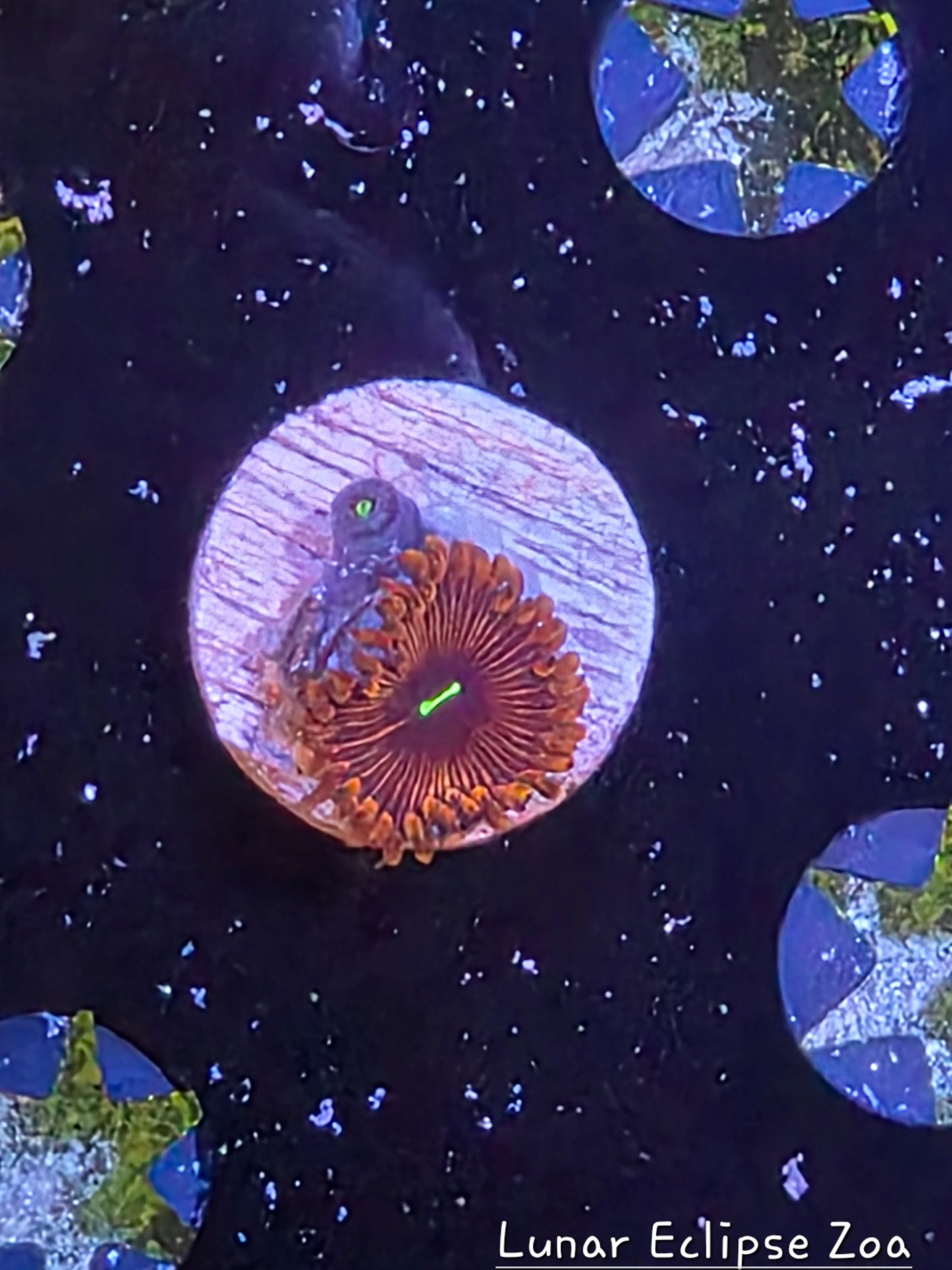 LUNAR ECLIPSE ZOA