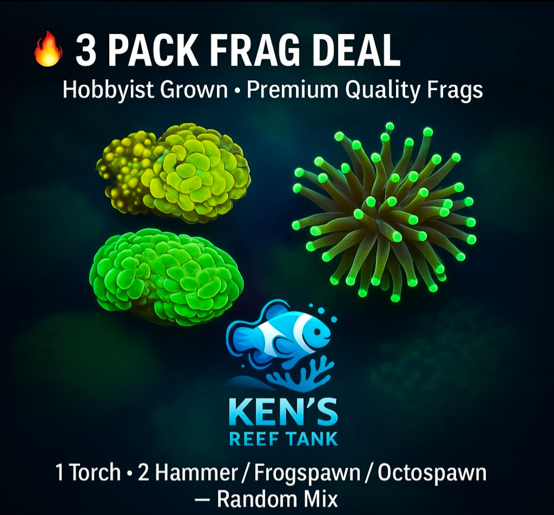 3 Random Torch & Hammer Frogspawn Octospawn Coral Frag Pack โ Aquacultured โ