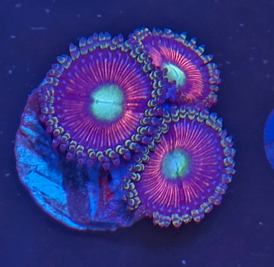 ACI Wizard Zoa
