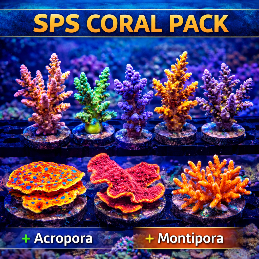 SPS Coral Pack