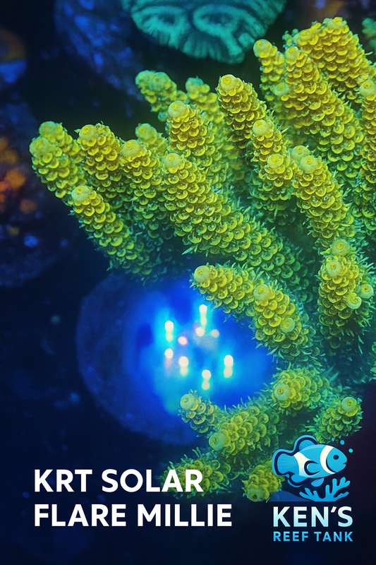 KRT SOLAR FLARE MILLIE