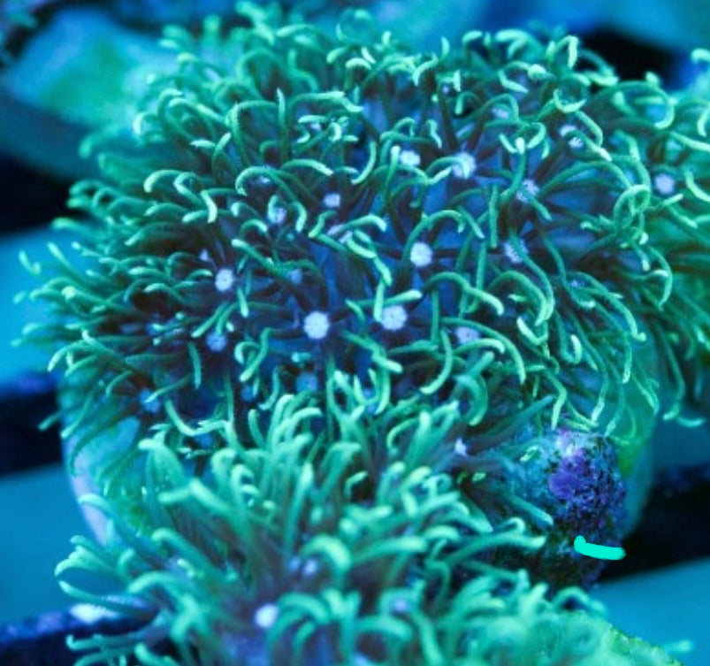Green Star Polyps
